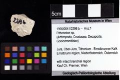 Foto (Objket + Etiketten) von Pithonoton sp. 